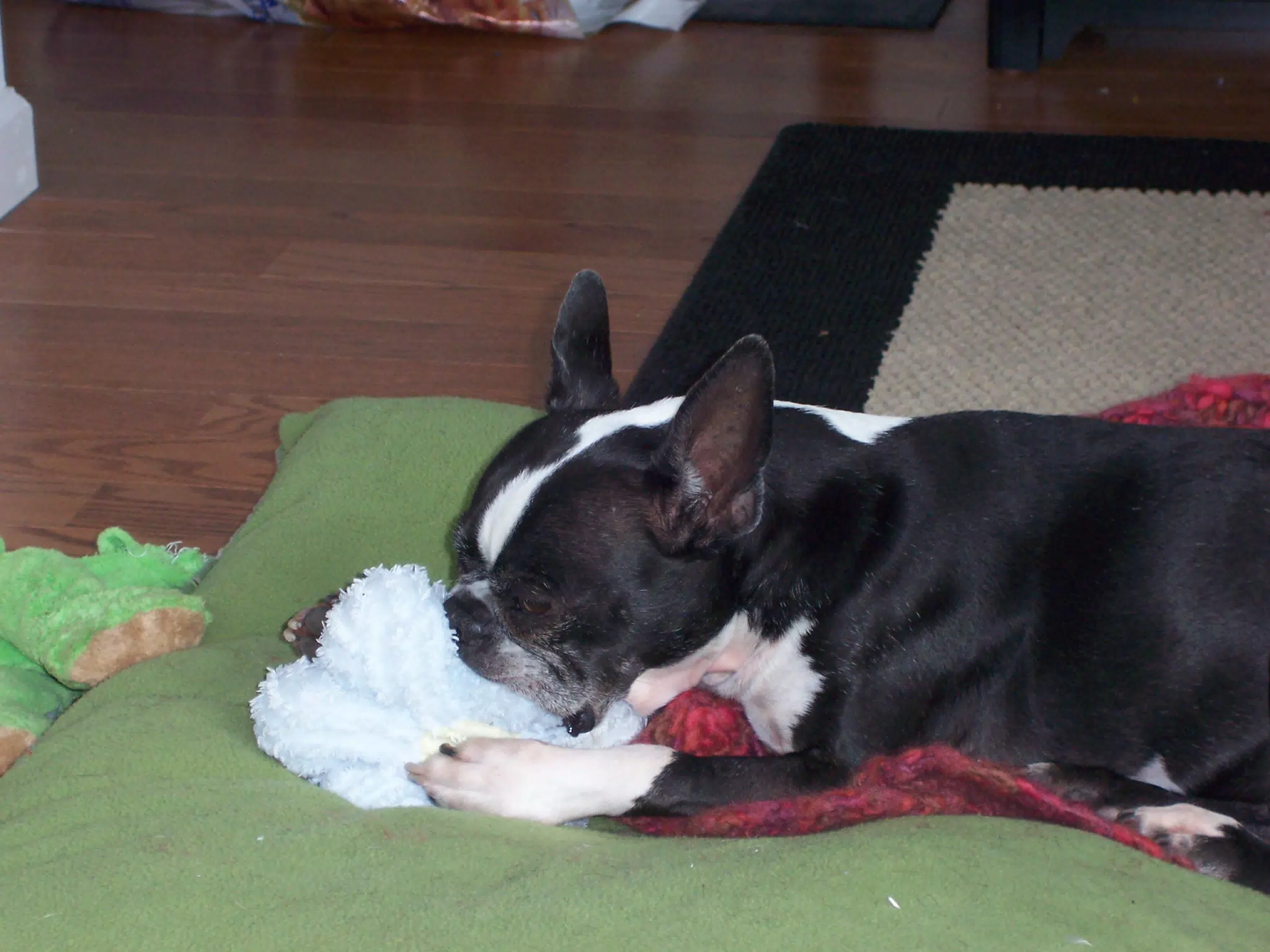 Oreo Sucking on a Binky