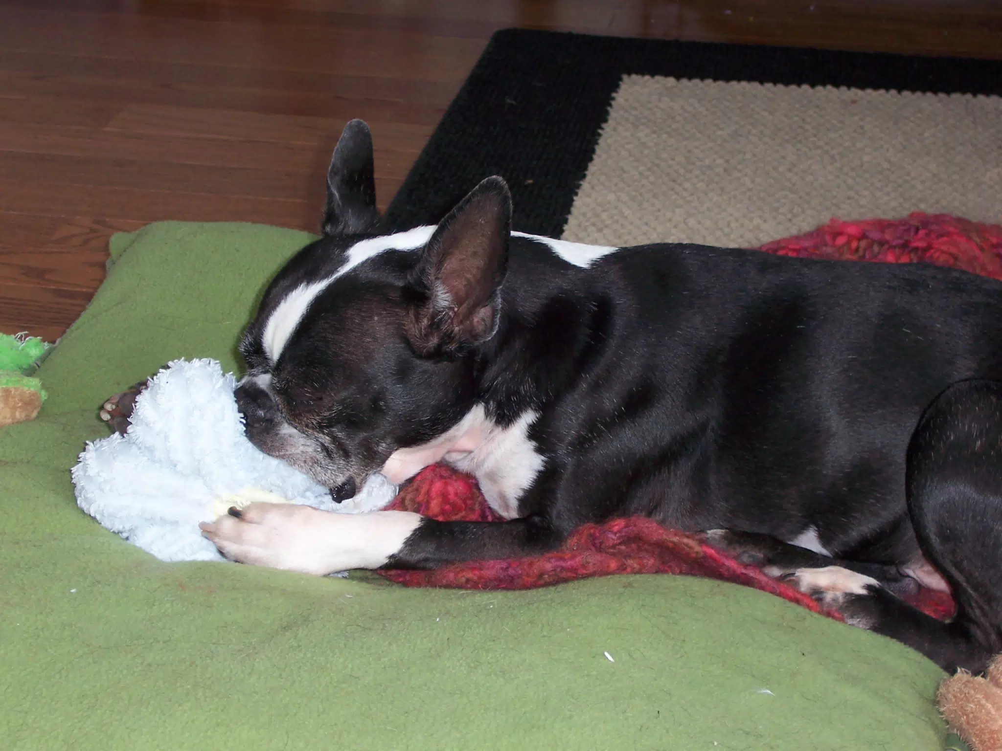 Oreo Sucking on a Binky