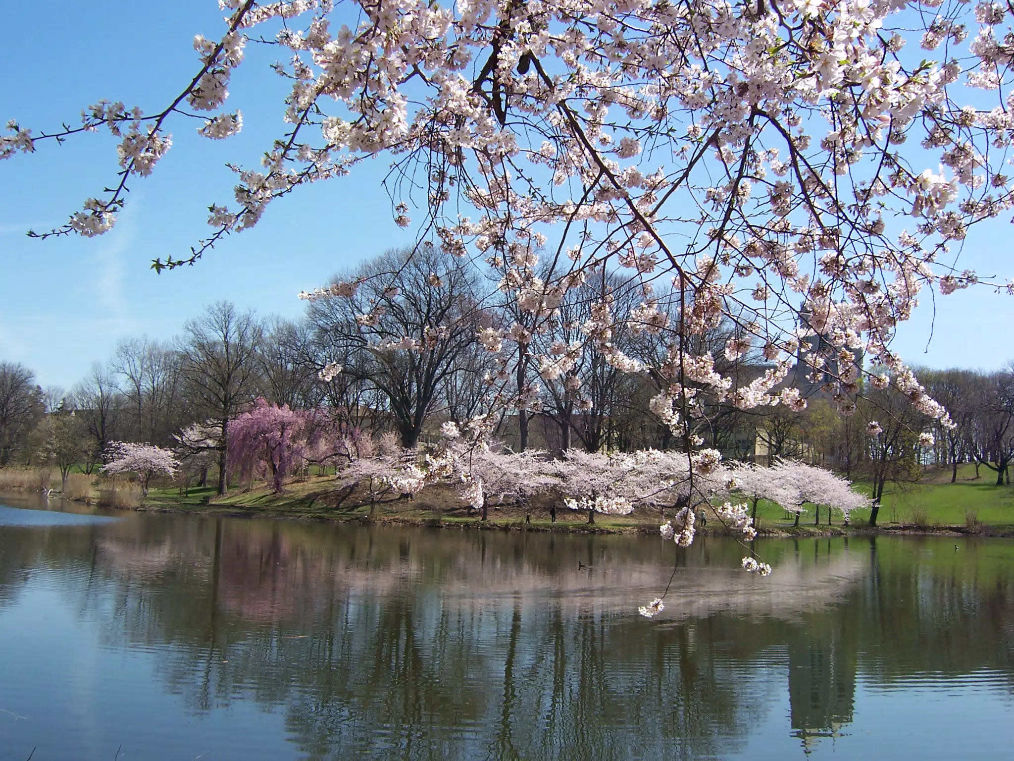 Cherry Blossoms in Branch Brook Park, Newark, New Jersey