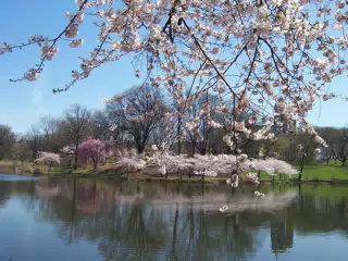 Cherry Blossoms in Branch Brook Park, Newark, New Jersey