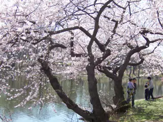 Cherry Blossoms in Branch Brook Park, Newark, New Jersey