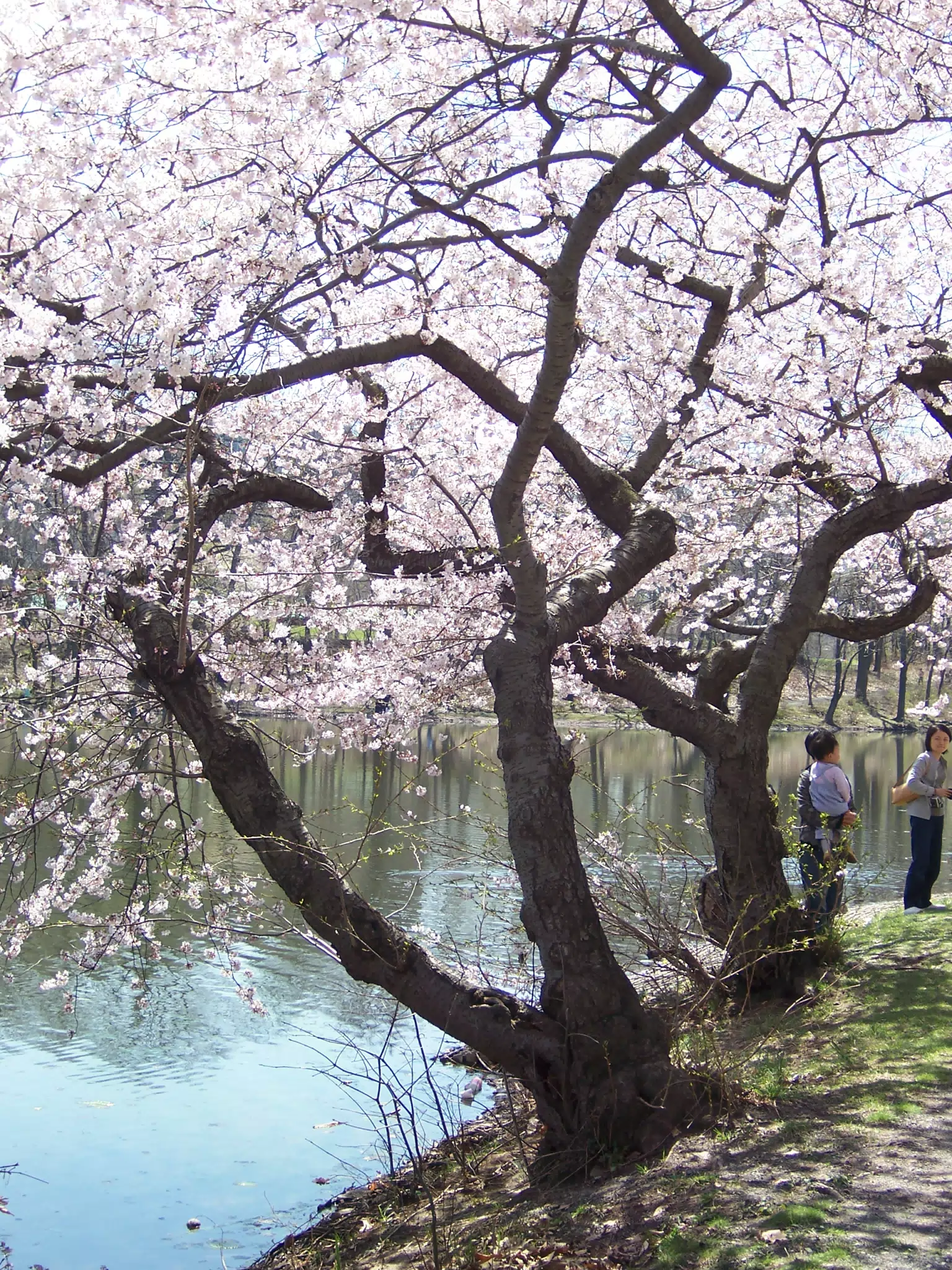 Cherry Blossoms in Branch Brook Park, Newark, New Jersey