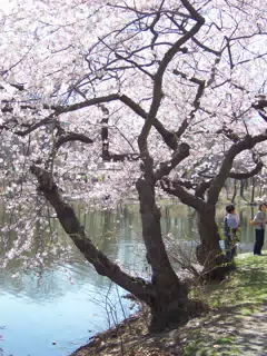 Cherry Blossoms in Branch Brook Park, Newark, New Jersey