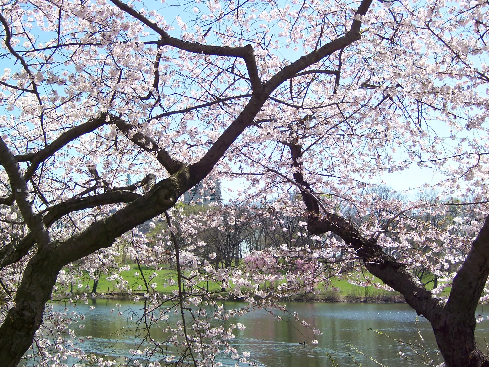 Cherry Blossoms in Branch Brook Park, Newark, New Jersey