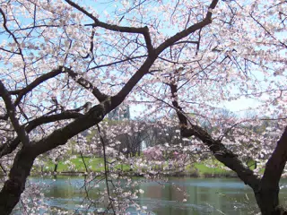 Cherry Blossoms in Branch Brook Park, Newark, New Jersey