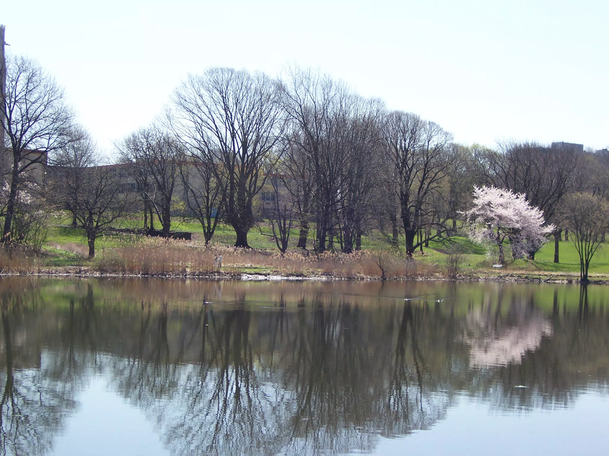 Cherry Blossoms in Branch Brook Park, Newark, New Jersey