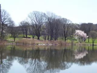 Cherry Blossoms in Branch Brook Park, Newark, New Jersey