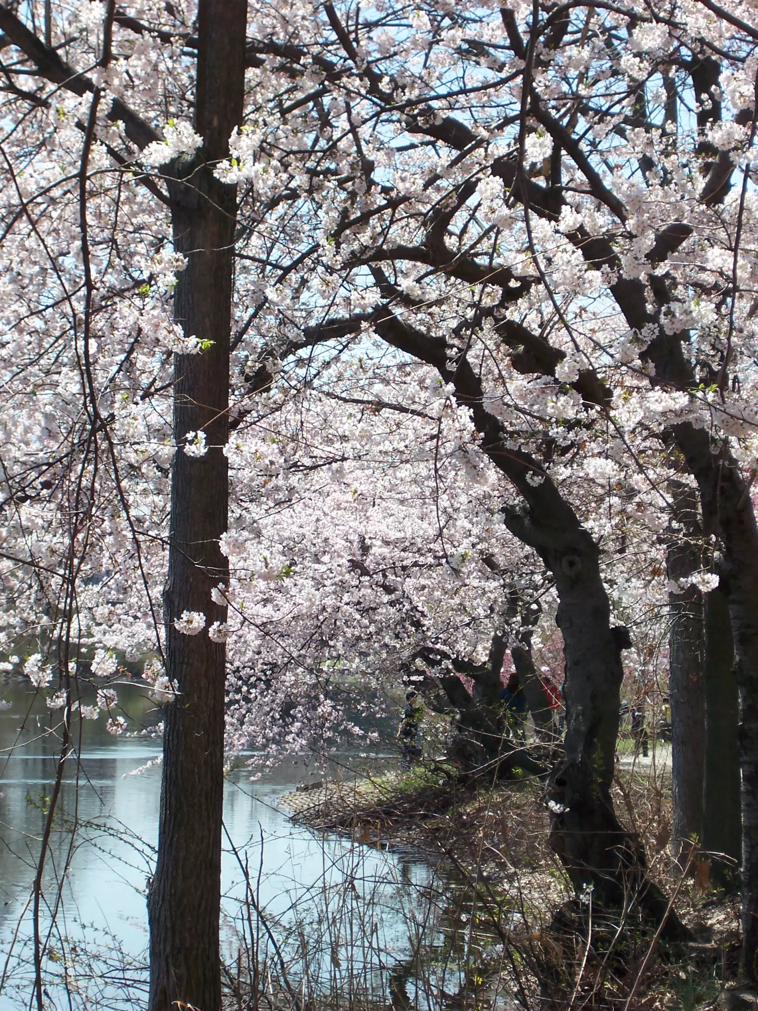Cherry Blossoms in Branch Brook Park, Newark, New Jersey
