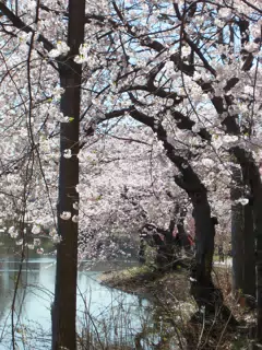 Cherry Blossoms in Branch Brook Park, Newark, New Jersey