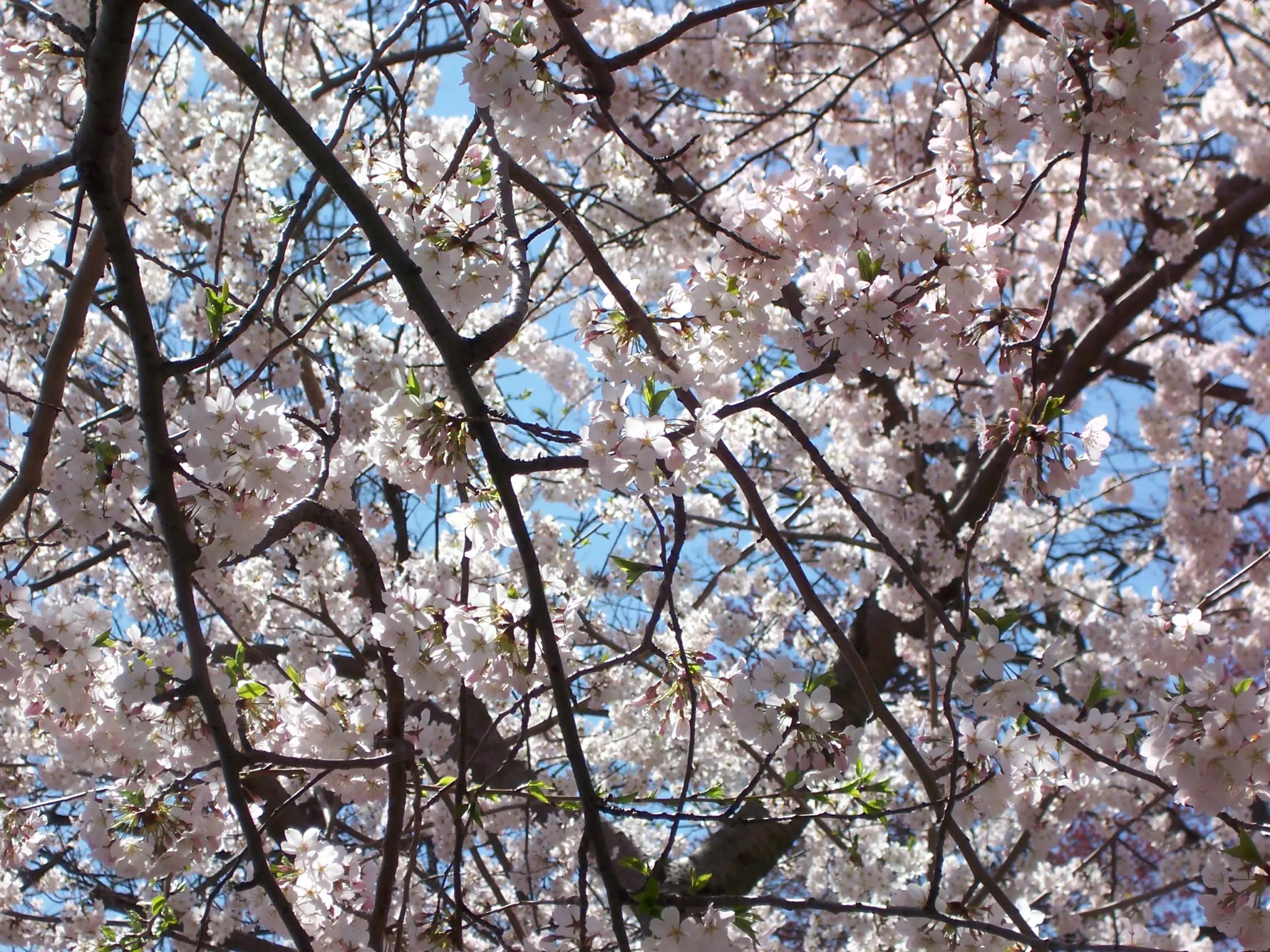Cherry Blossoms in Branch Brook Park, Newark, New Jersey