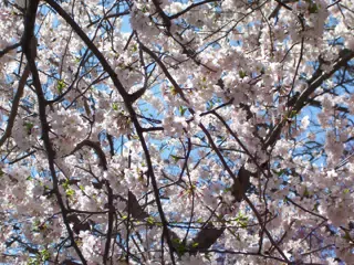 Cherry Blossoms in Branch Brook Park, Newark, New Jersey