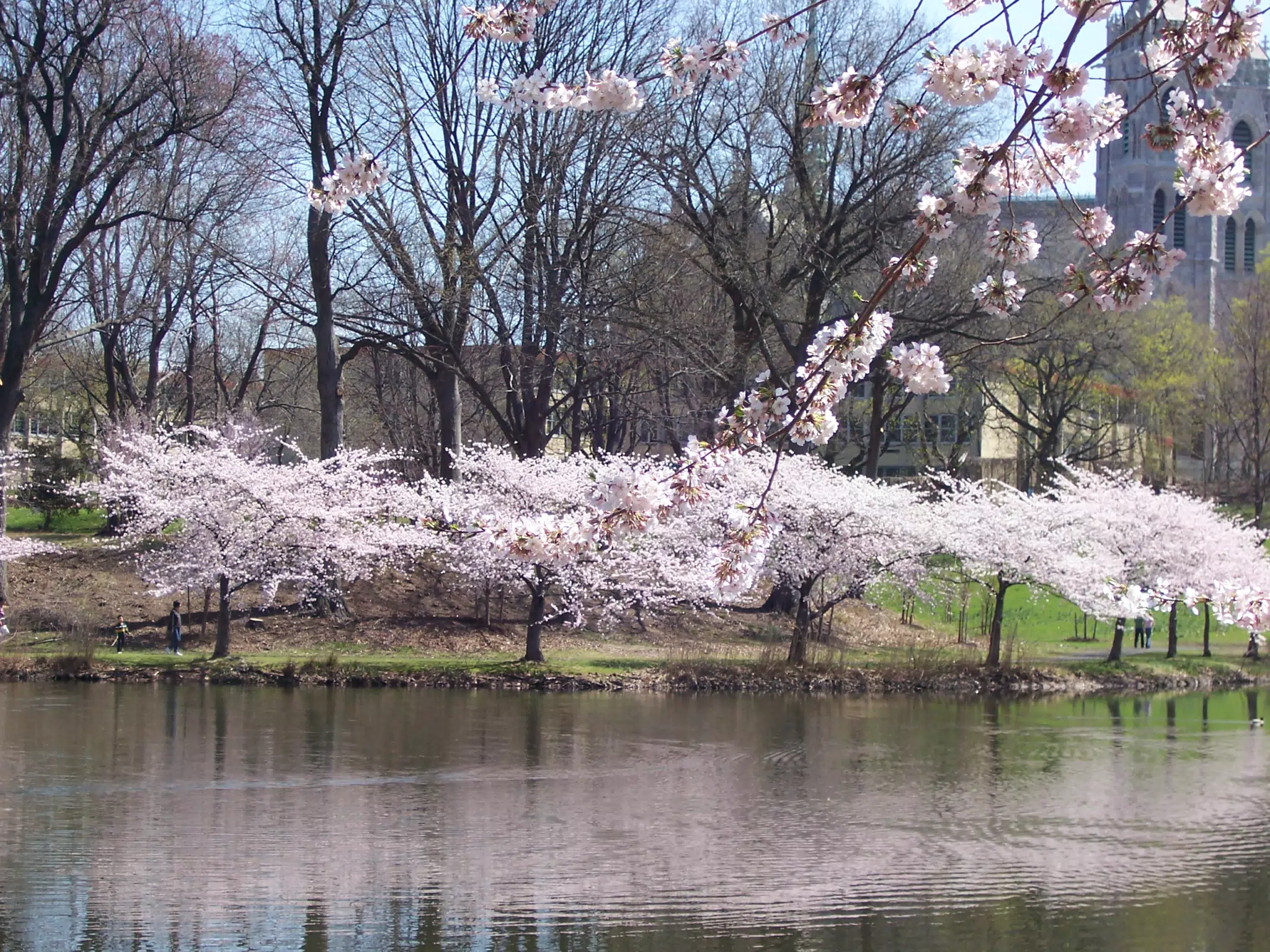 Cherry Blossoms in Branch Brook Park, Newark, New Jersey