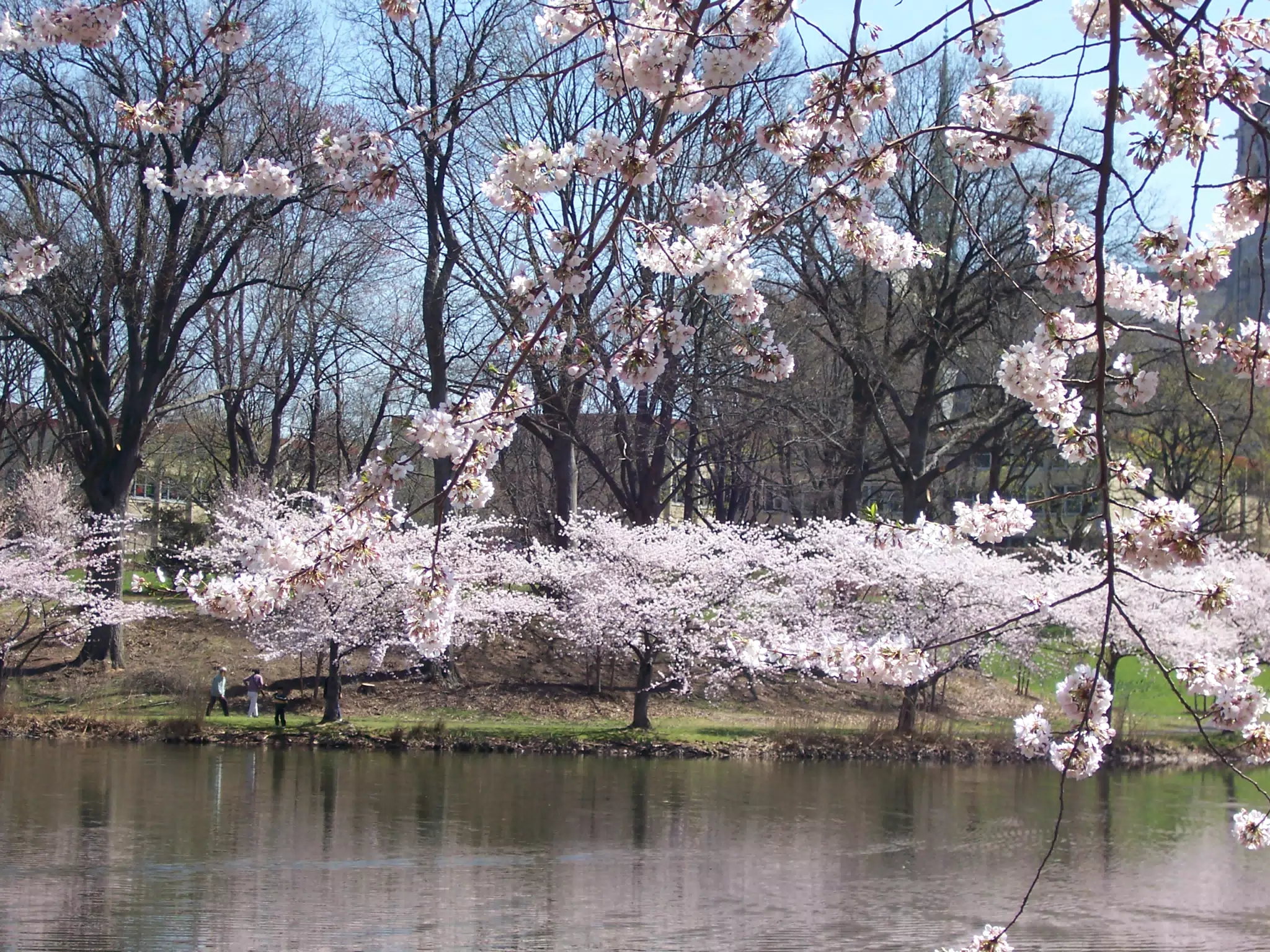 Cherry Blossoms in Branch Brook Park, Newark, New Jersey