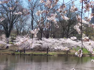 Cherry Blossoms in Branch Brook Park, Newark, New Jersey