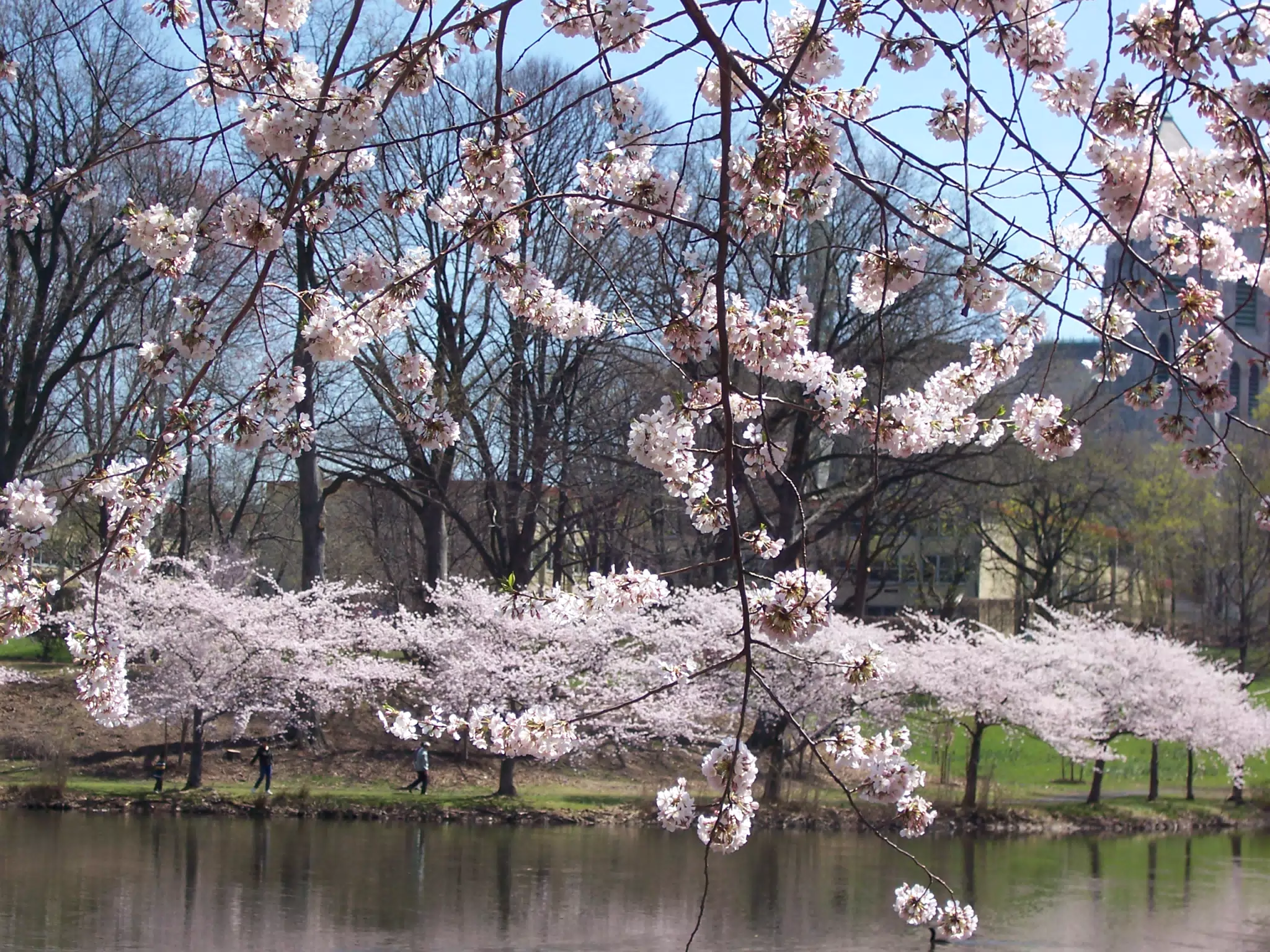 Cherry Blossoms in Branch Brook Park, Newark, New Jersey