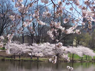 Cherry Blossoms in Branch Brook Park, Newark, New Jersey