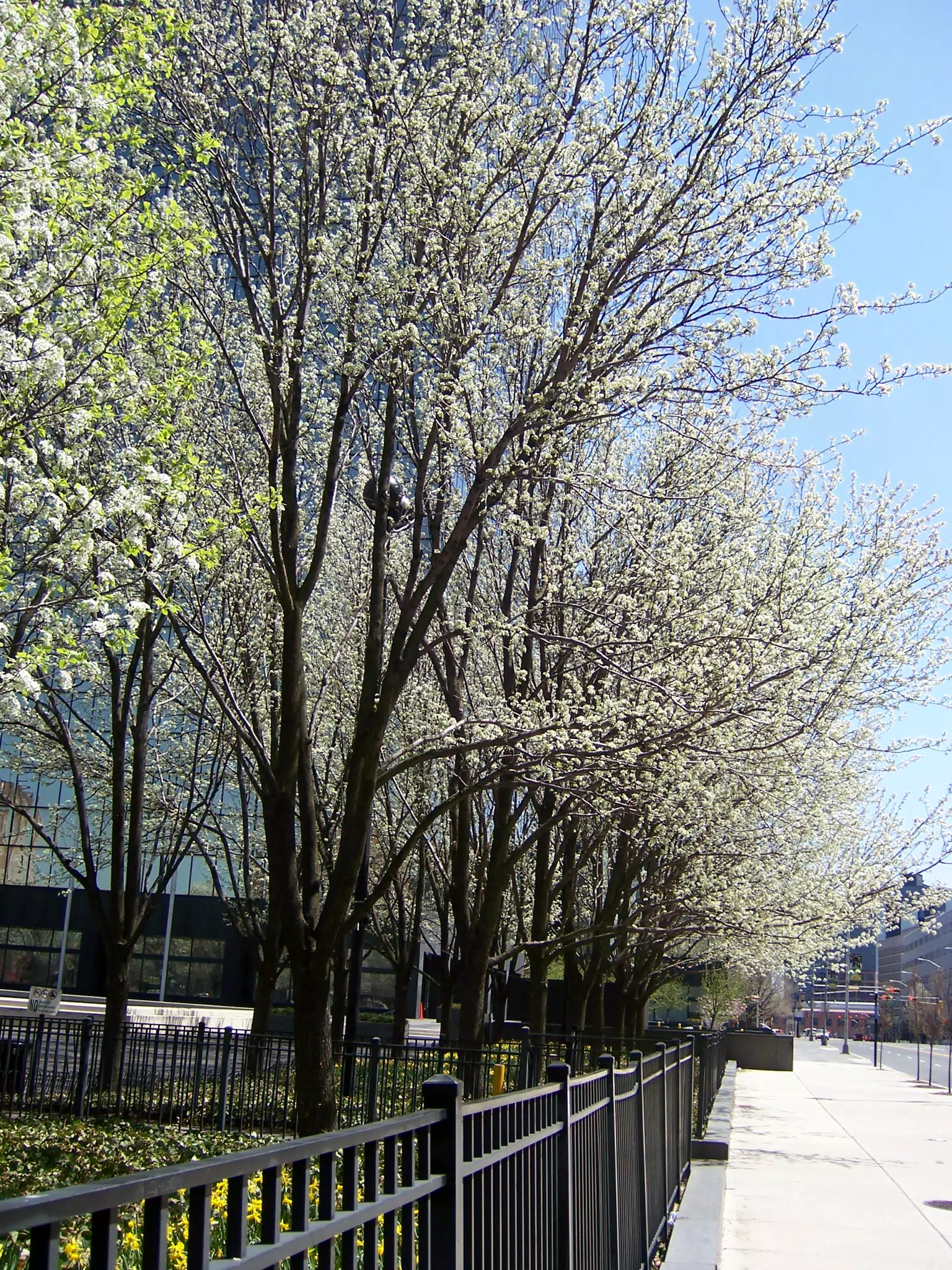 Raymond Boulevard, Newark, New Jersey