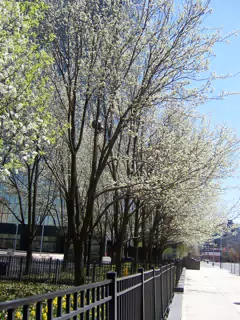 Raymond Boulevard, Newark, New Jersey