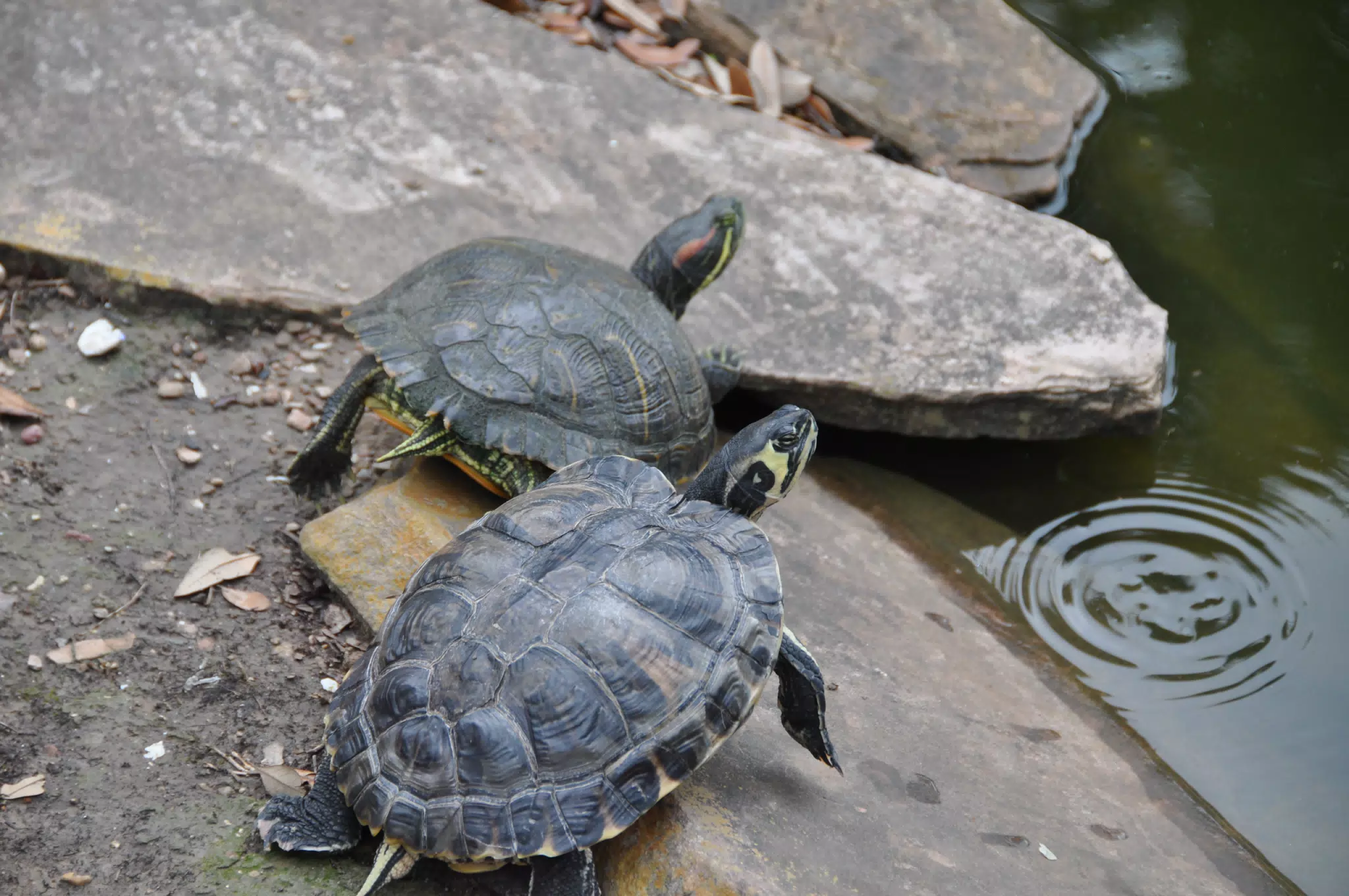 Turtles by Pond in Park
