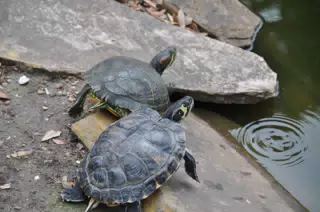 Turtles by Pond in Park