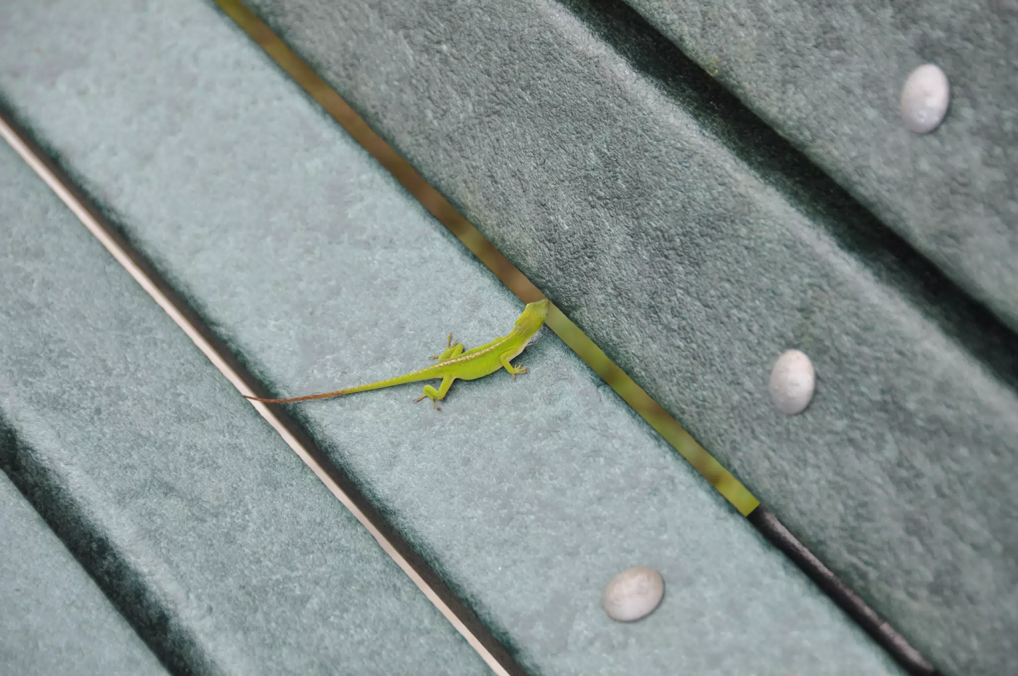 Lizard on Bench in Galveston, Texas