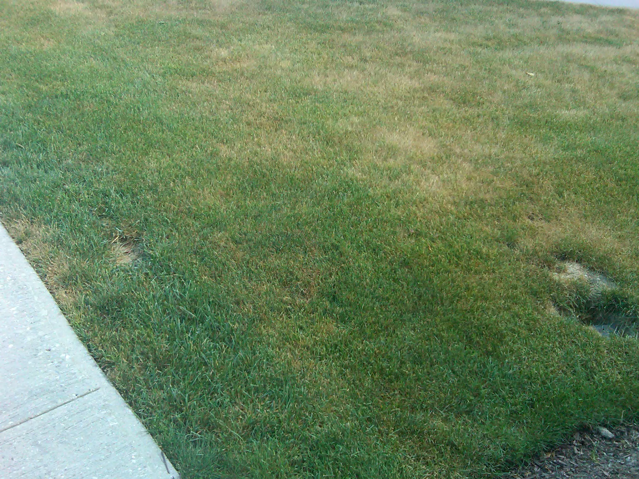 Lawn Post Oreo
