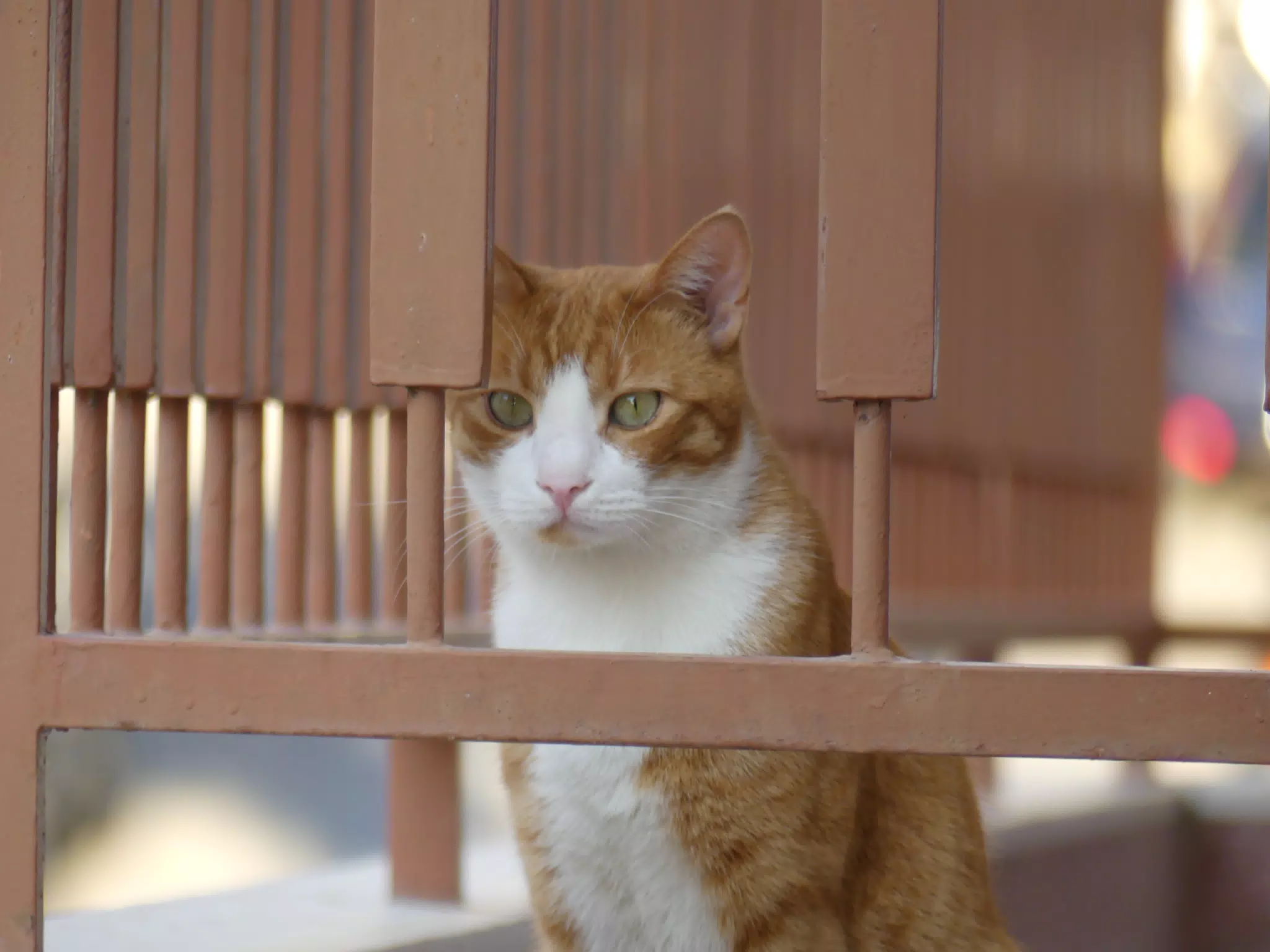 Cat in Athens