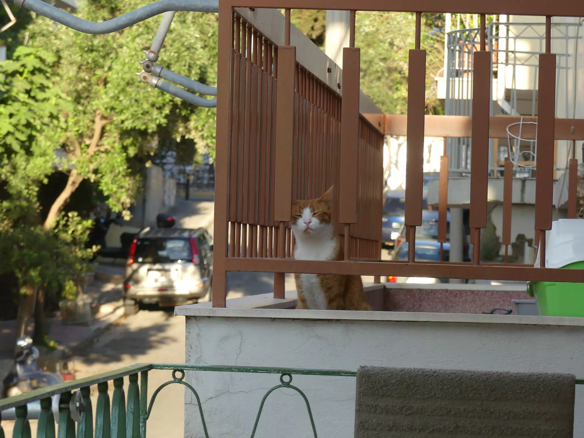 Cat on Balconey in Athens Greece