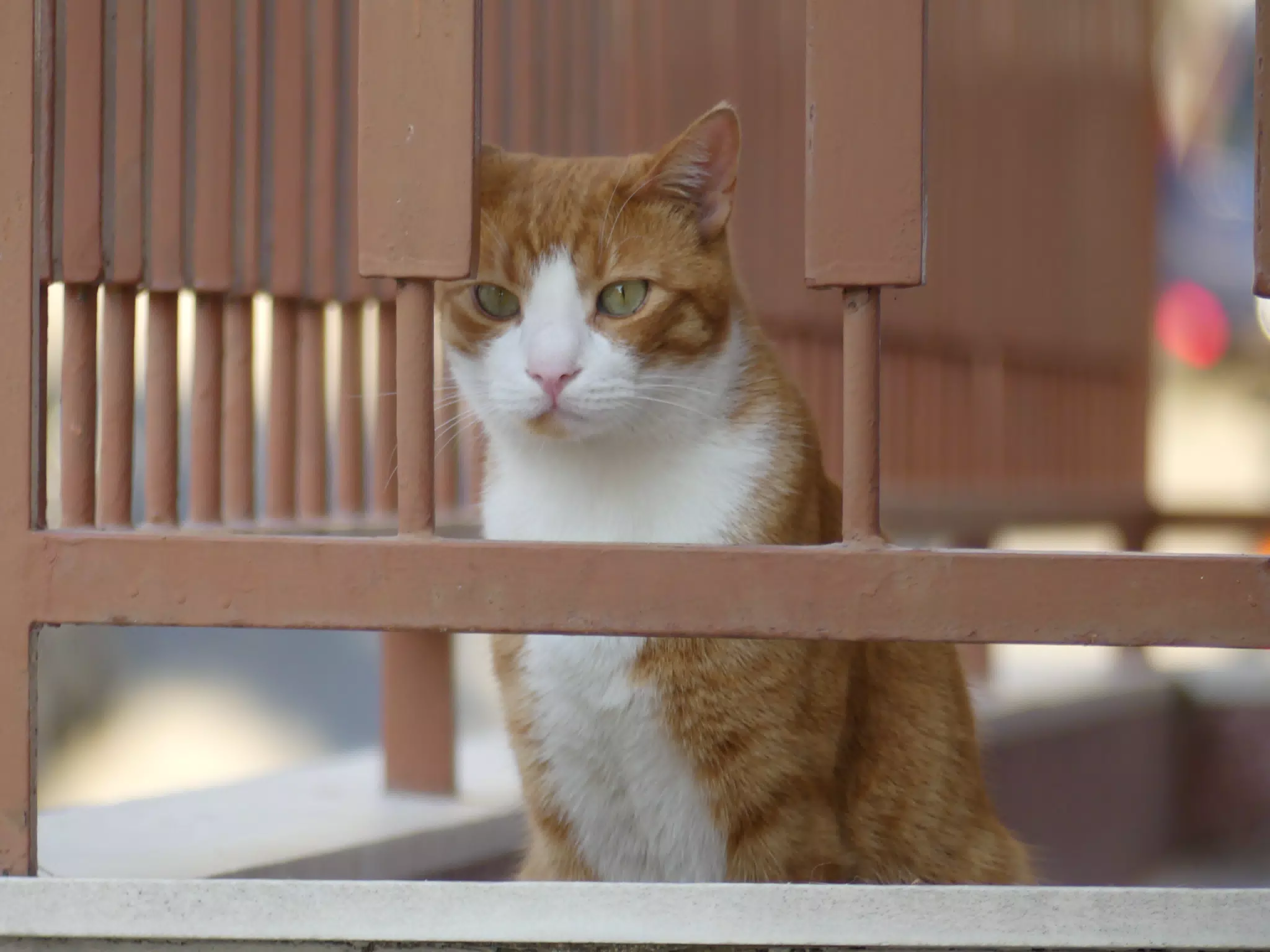 Neighbour Balcony Cat in Athens