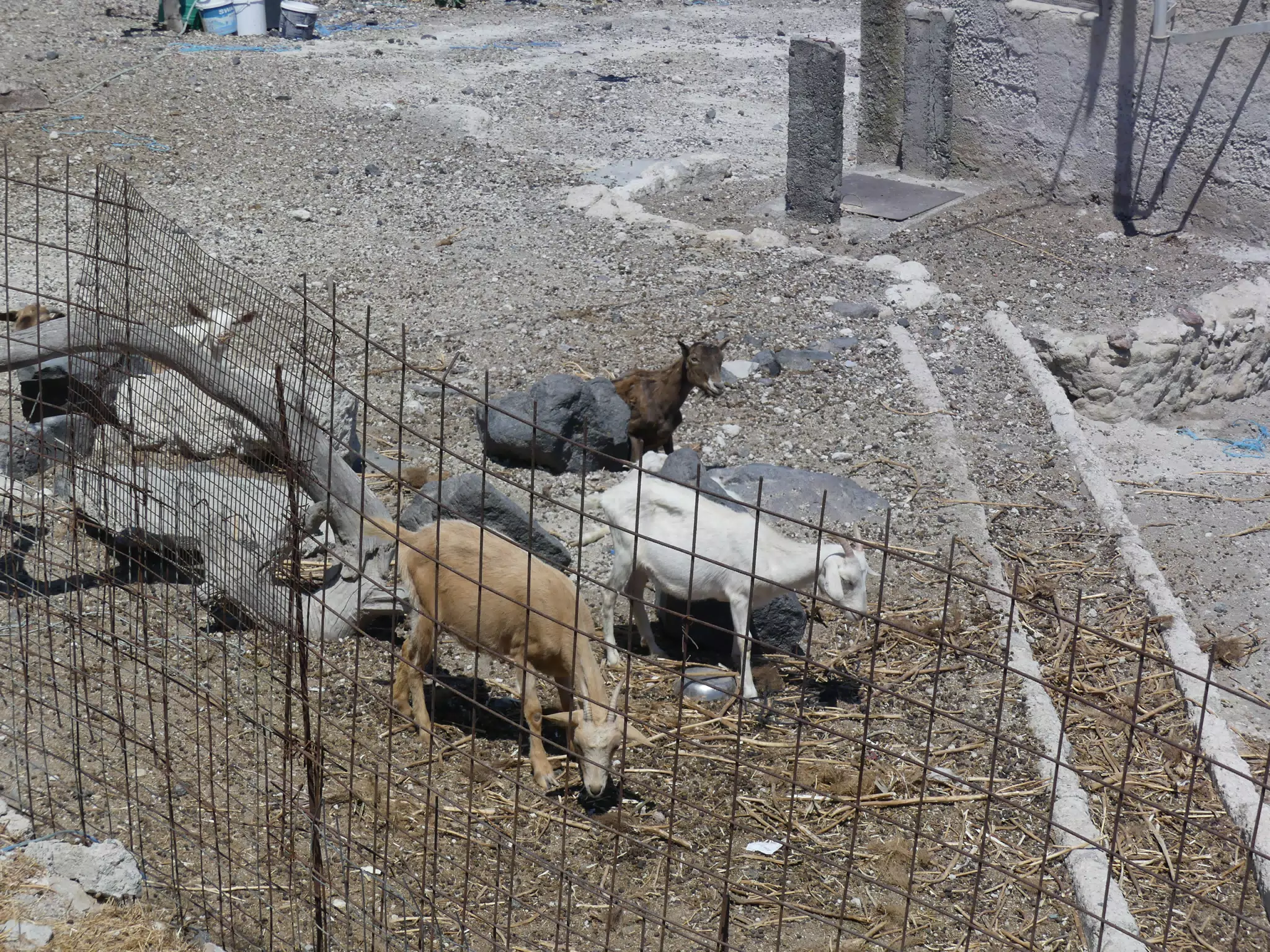 Goats on Santorini