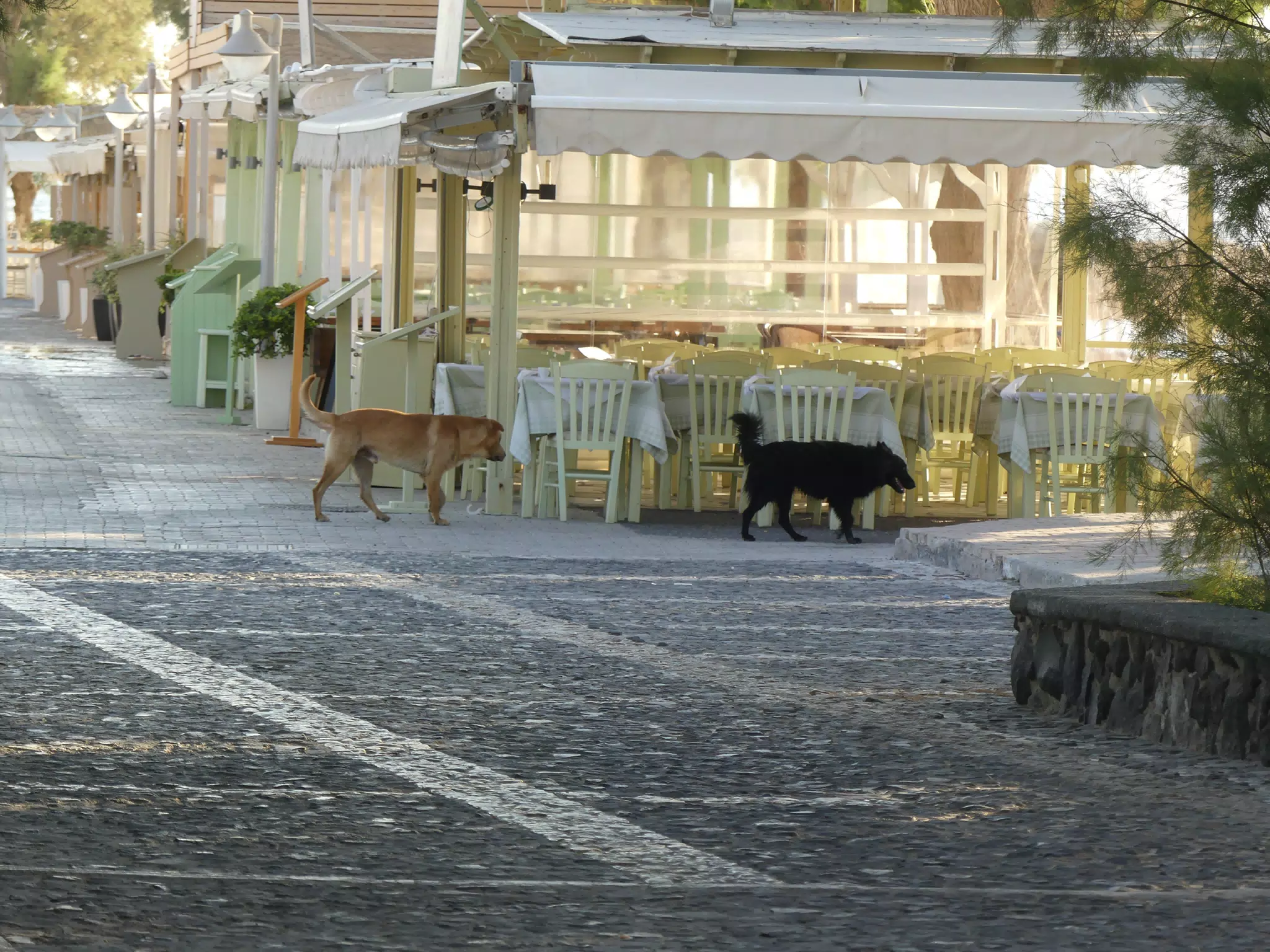 Dogs on Street Corner in Kamari