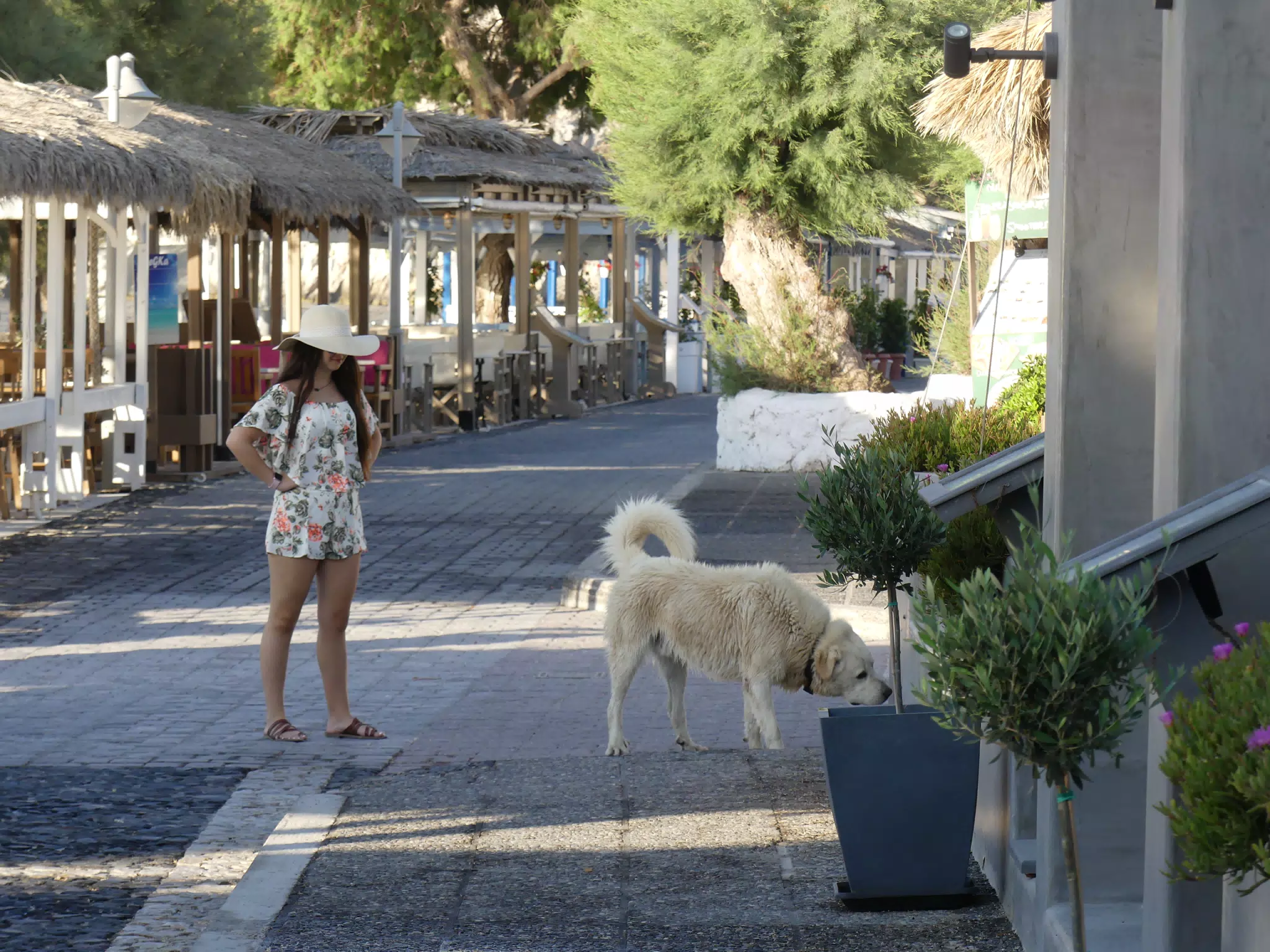 Emily Watching Dog on Street in Kamari