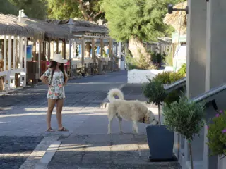 Emily Watching Dog on Street in Kamari