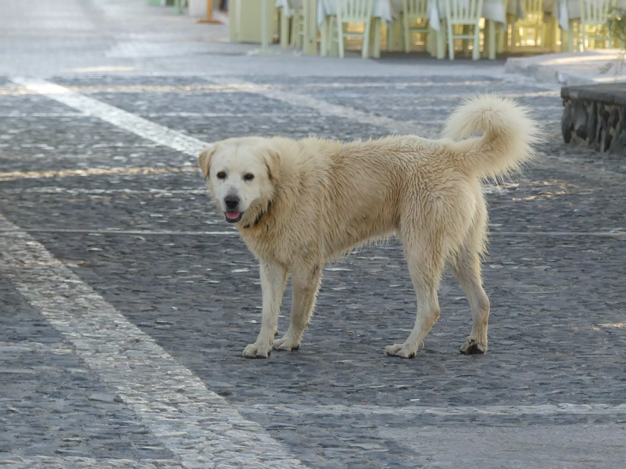Dog in Greece