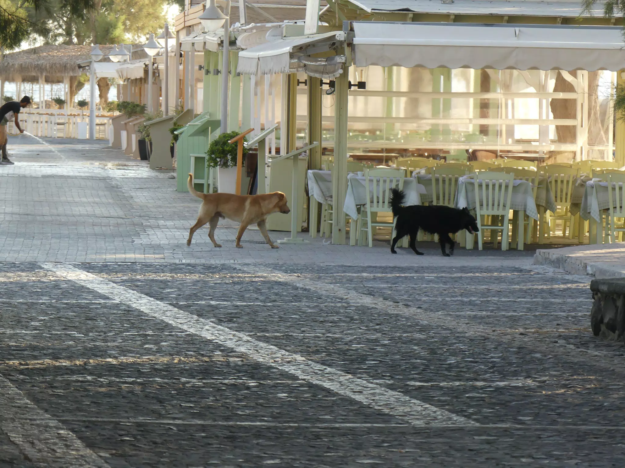 Dogs on Kamari Street