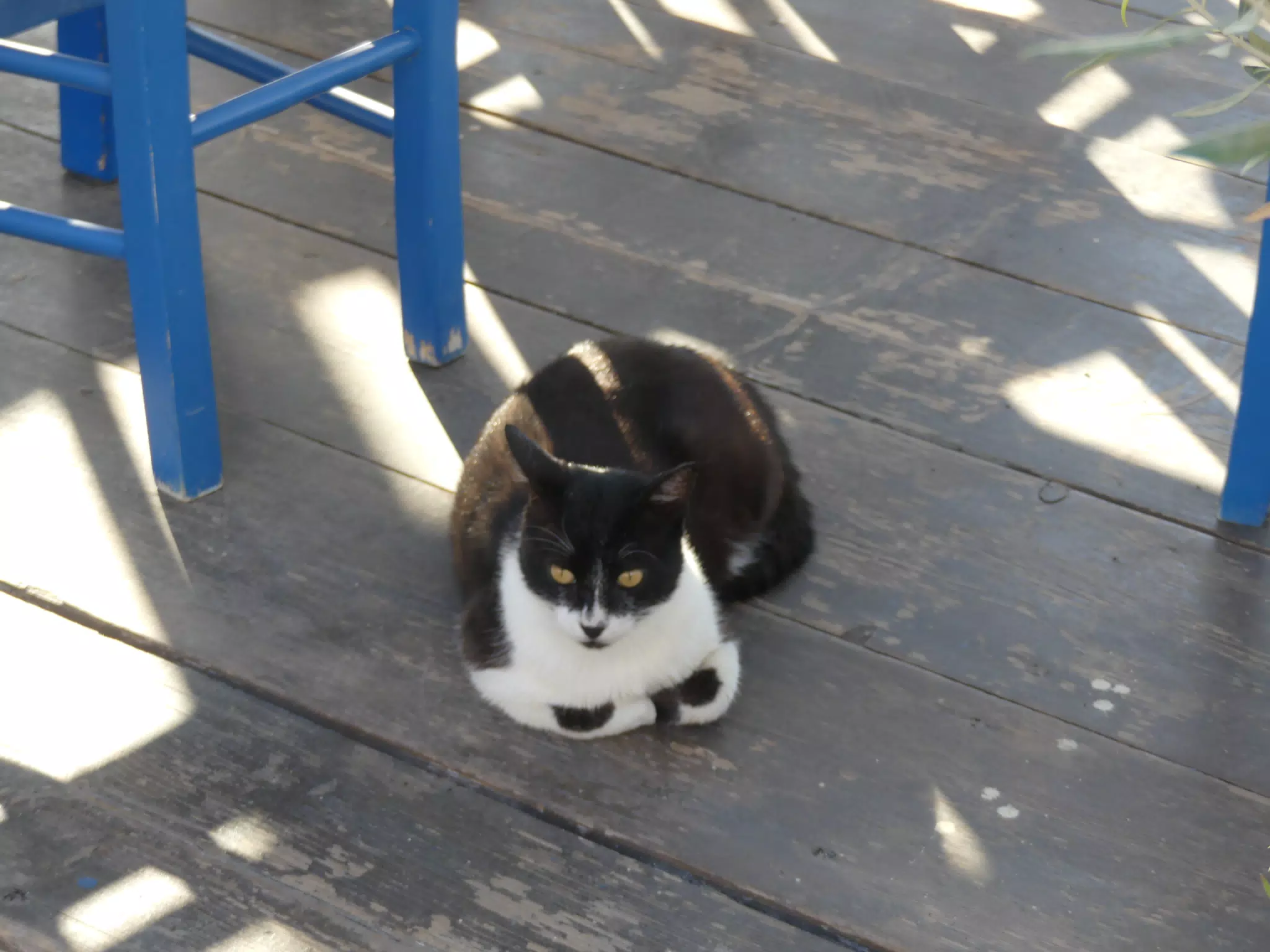 Cat at Zorbas