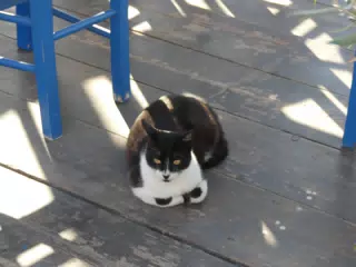 Cat at Zorbas