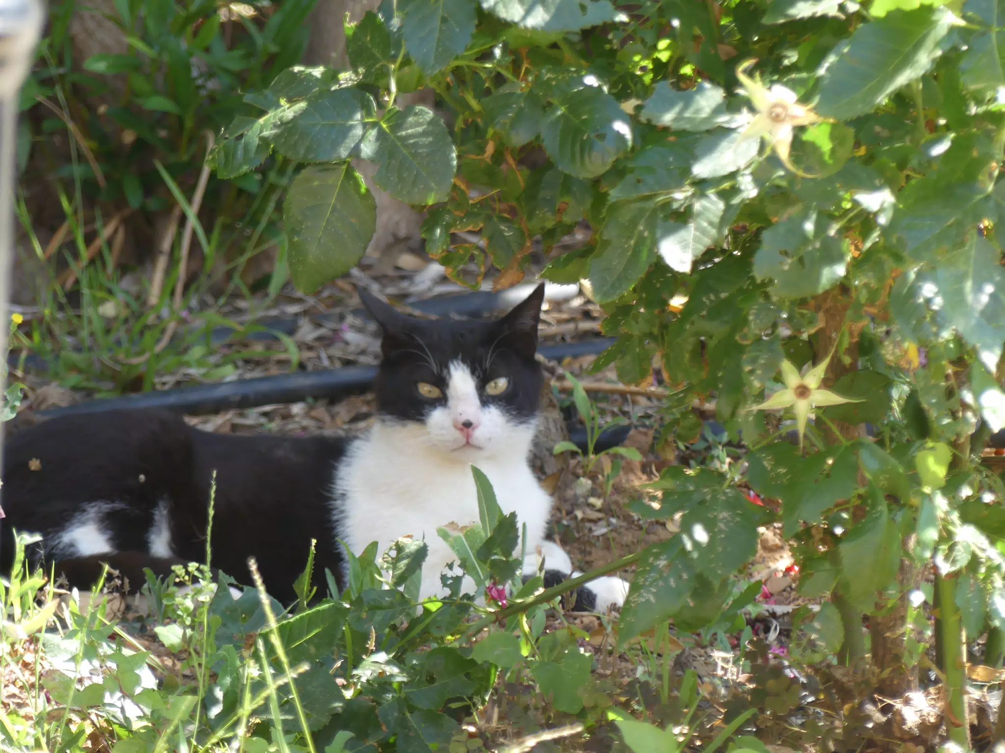 Cat in Our Cretan Garden
