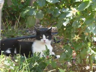 Cat in Our Cretan Garden