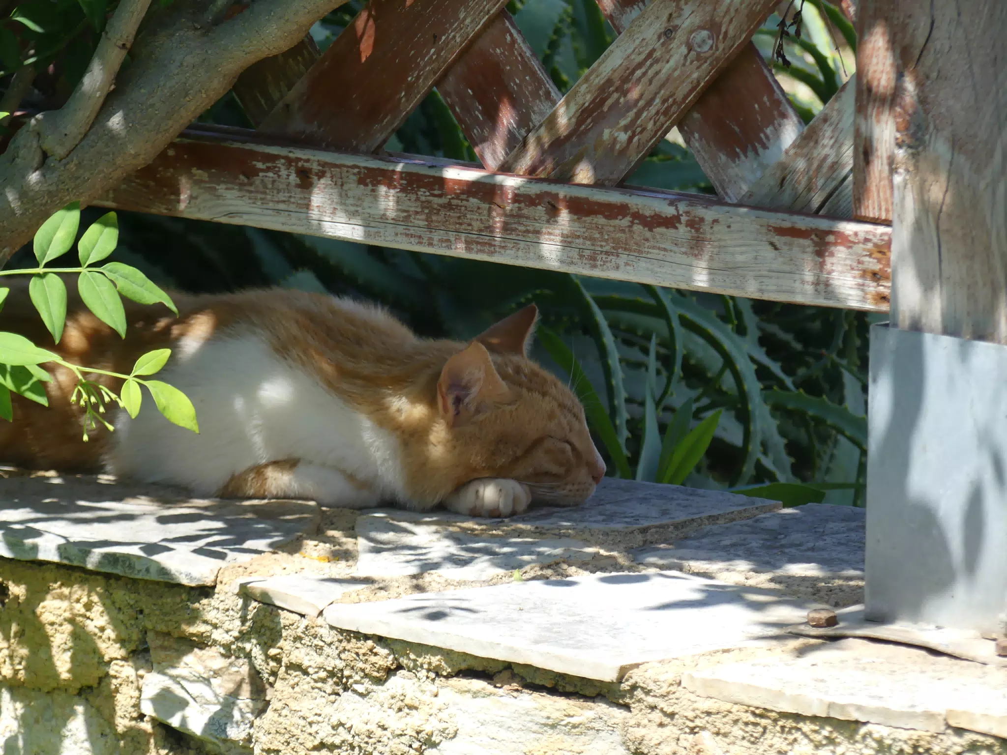 Cat in Our Cretan Garden