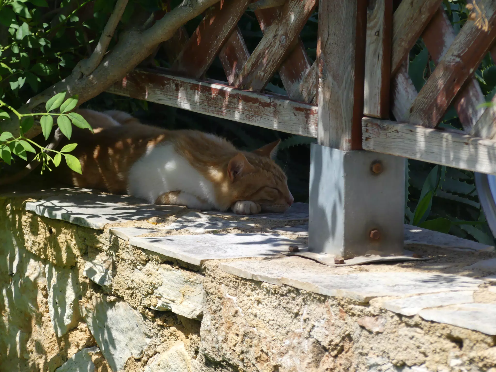 Cat in Our Cretan Garden