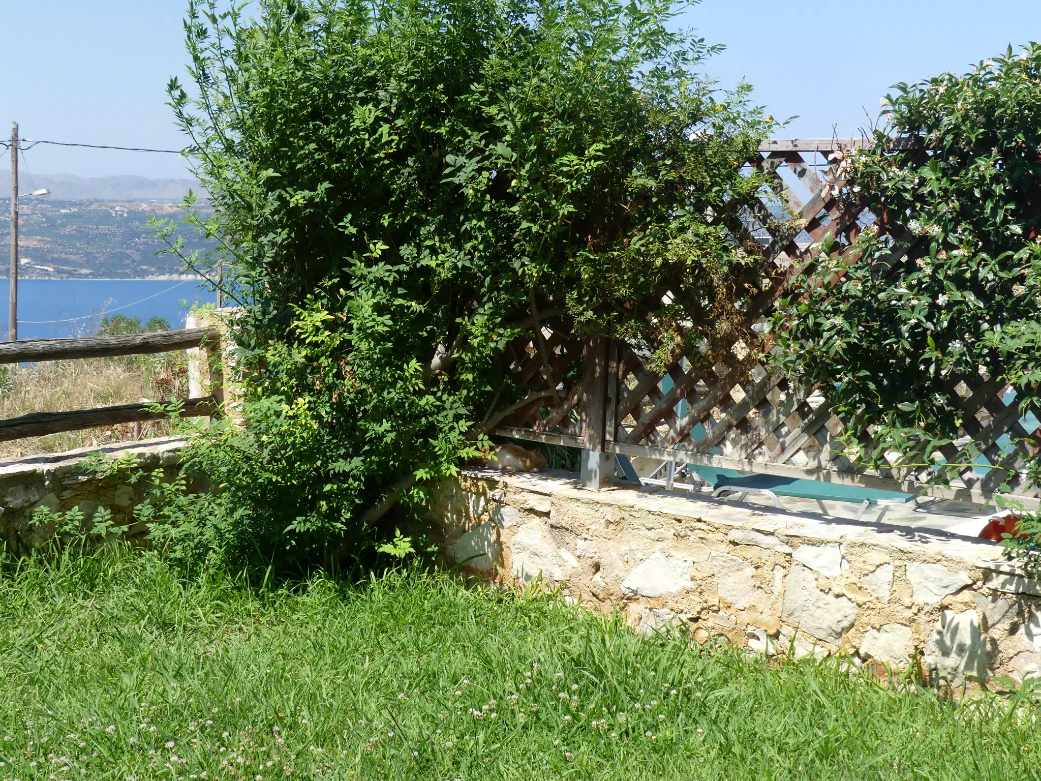 Cat in Our Cretan Garden