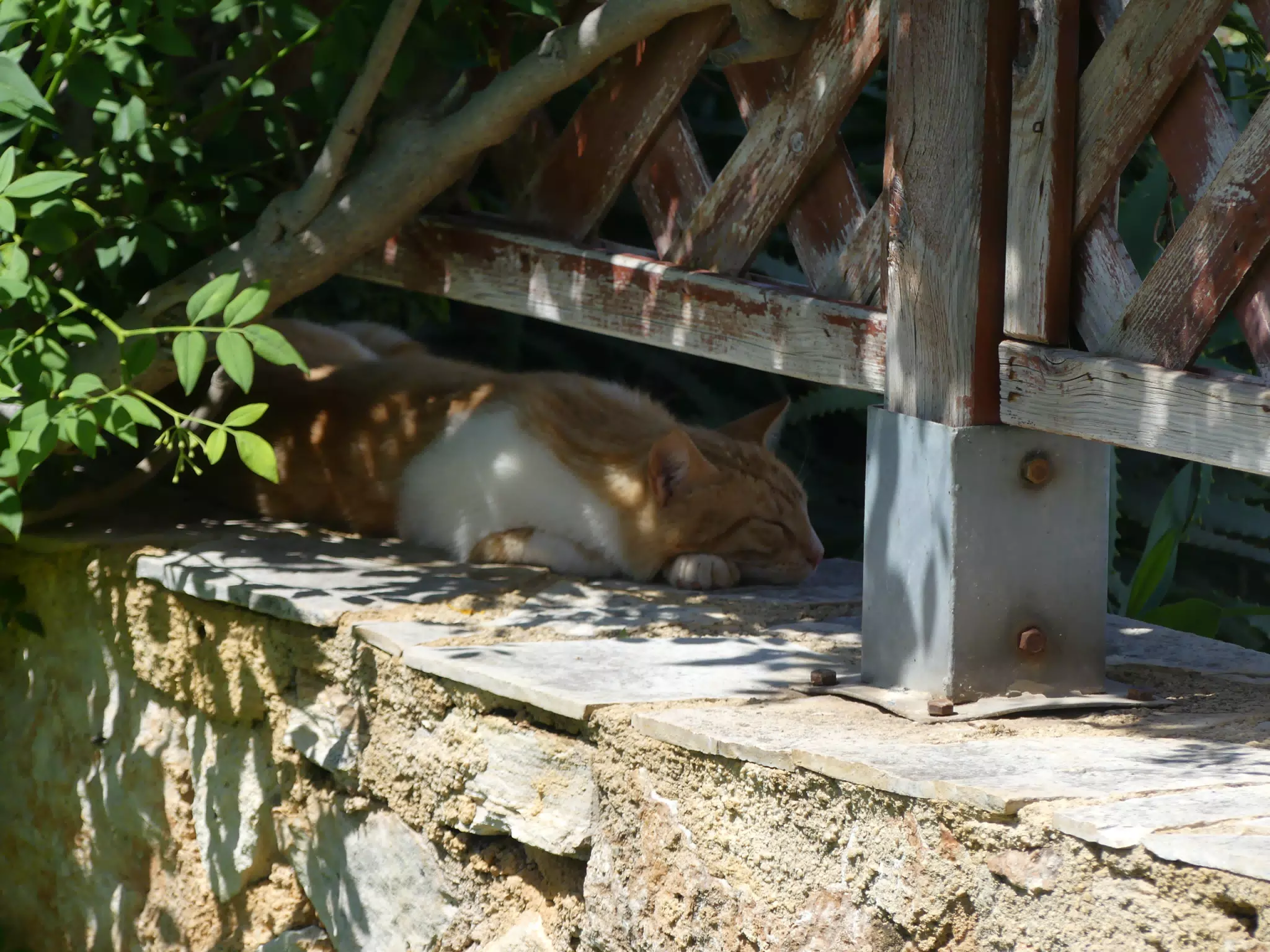 Cat in Our Cretan Garden