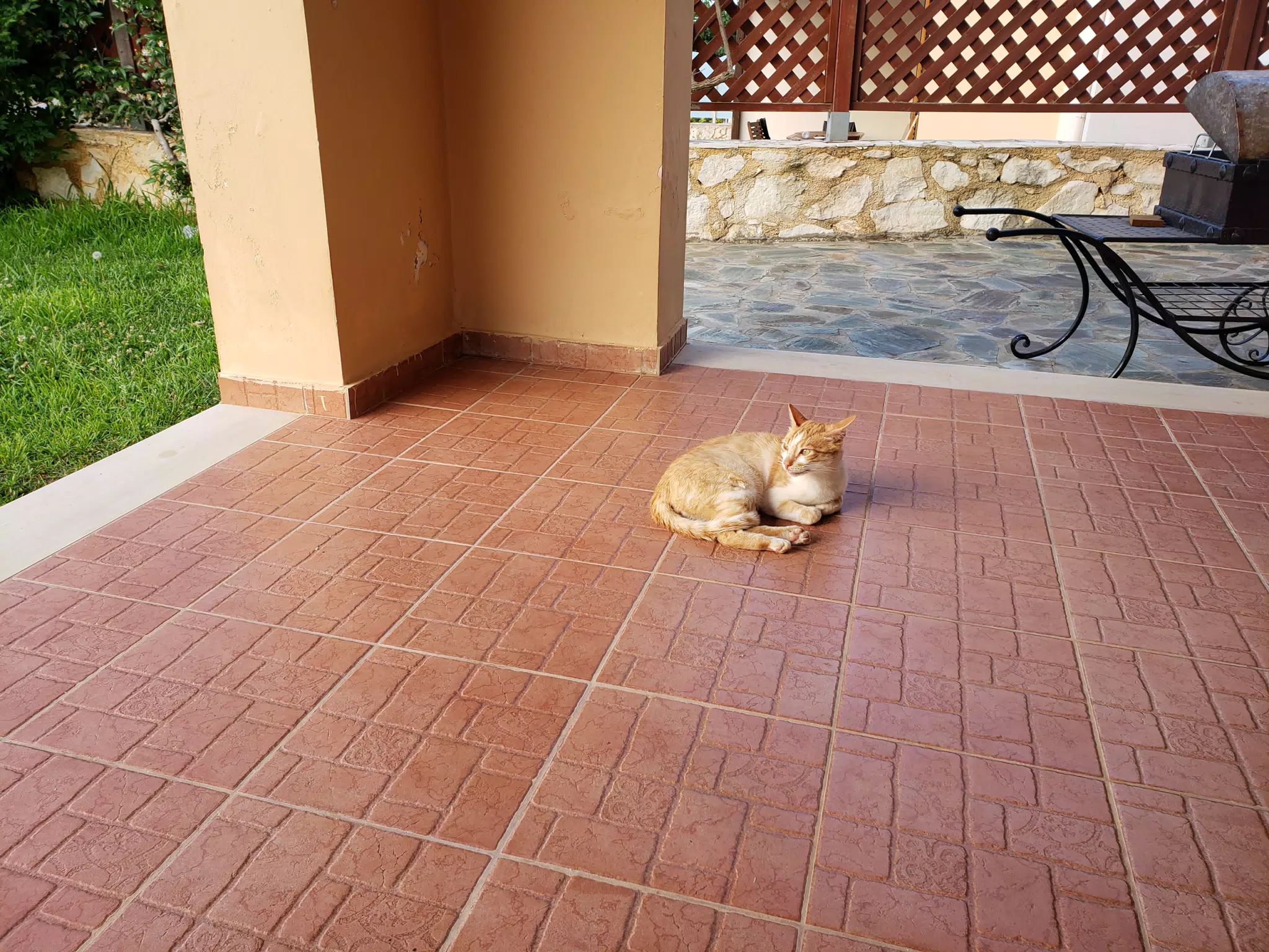 Cat in Aptera