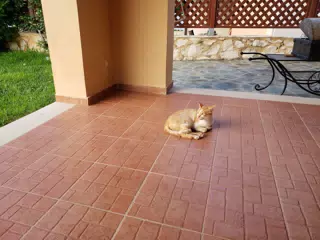 Cat in Aptera