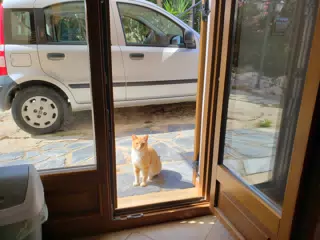 Apartment Cat in Aptera