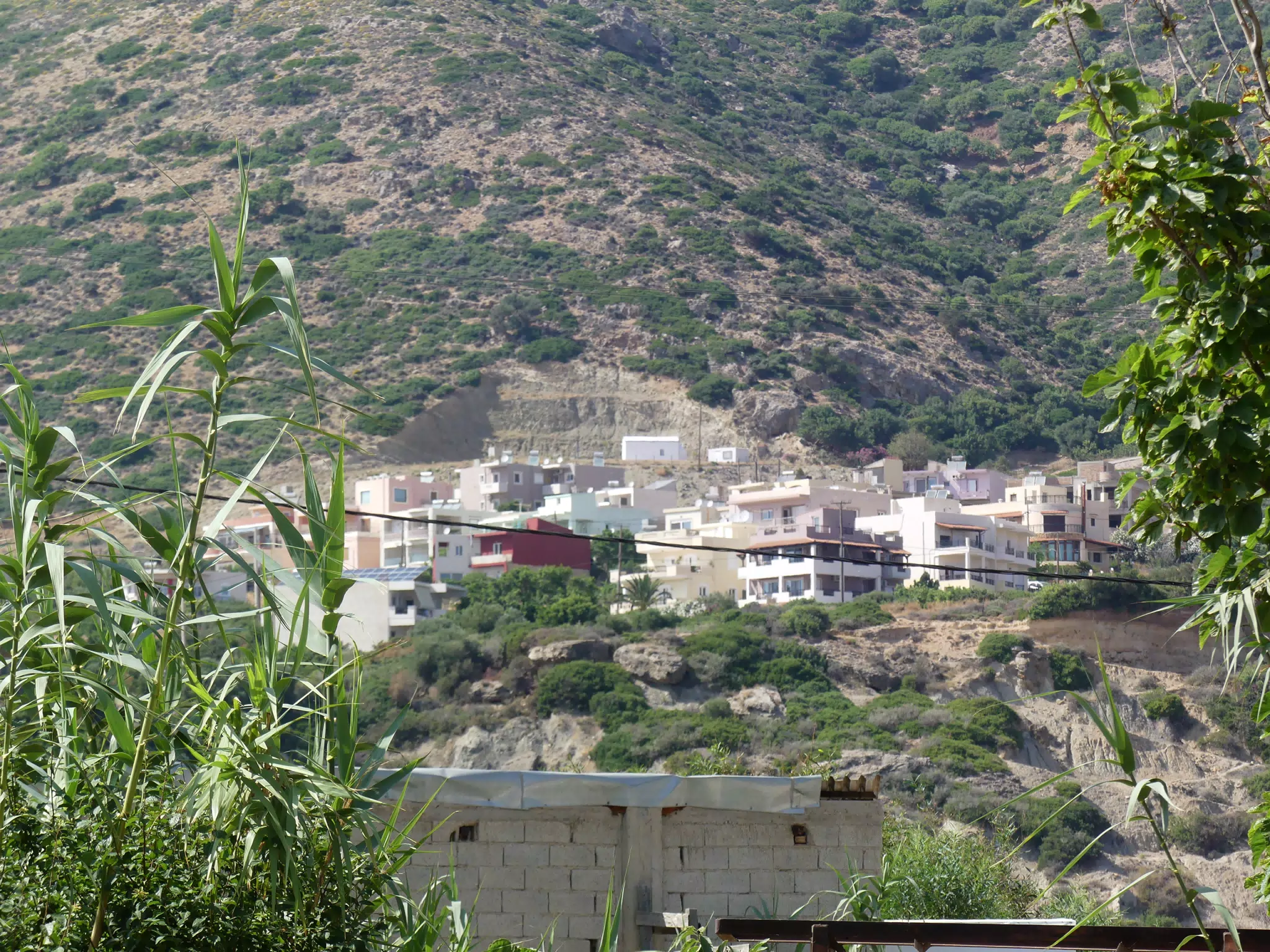 Palaiochora