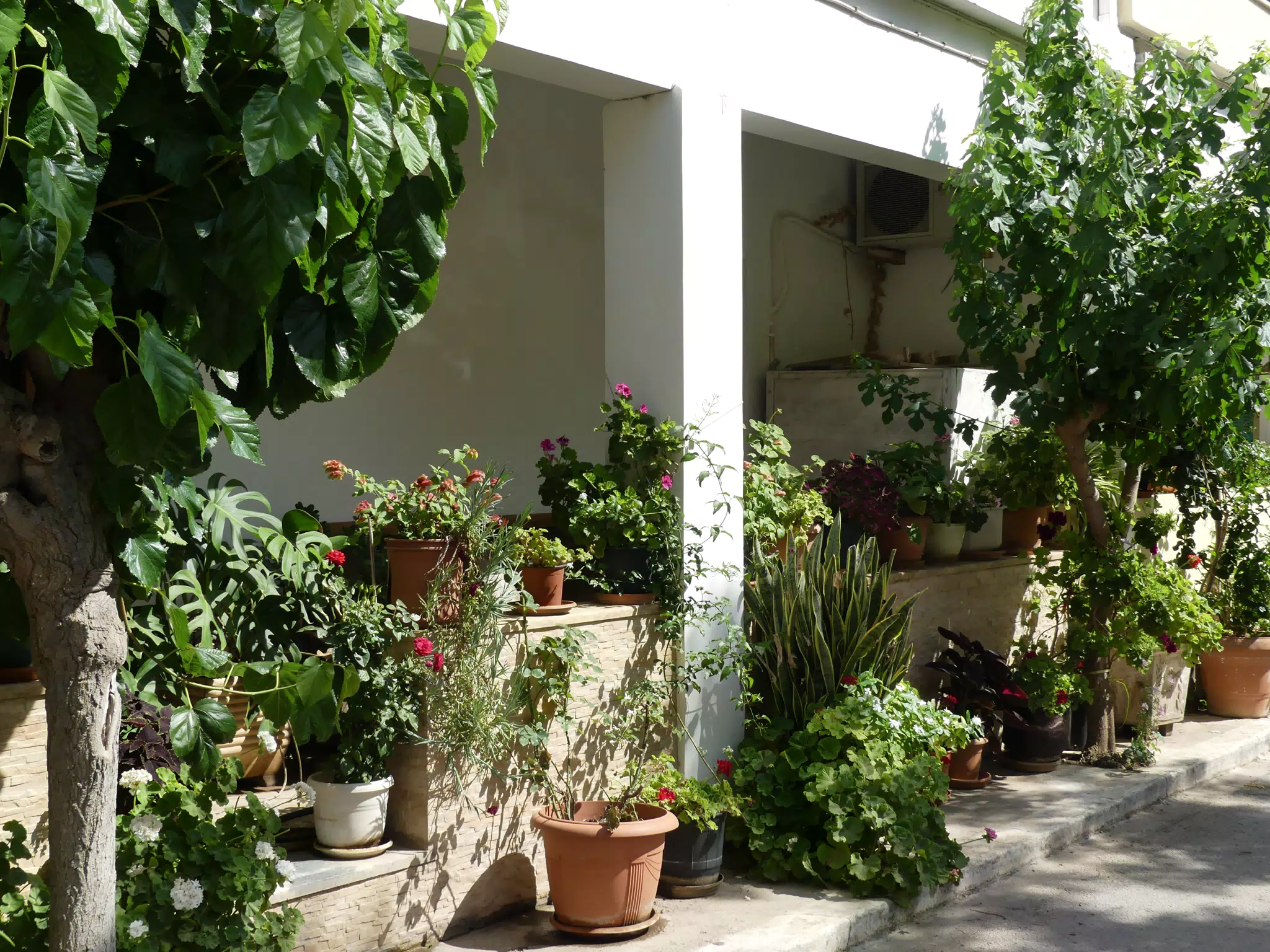 Plants in Palaiochora