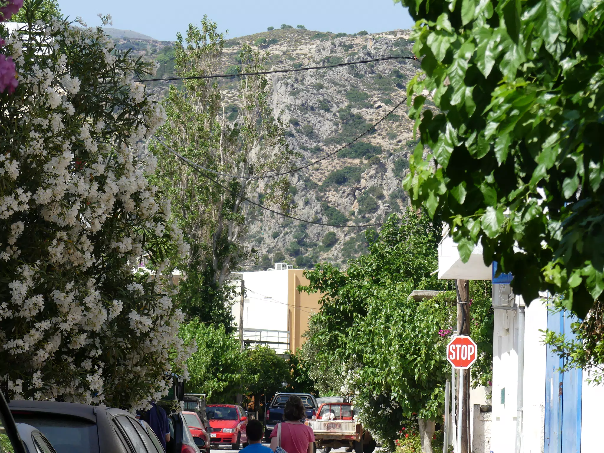 Palaiochora