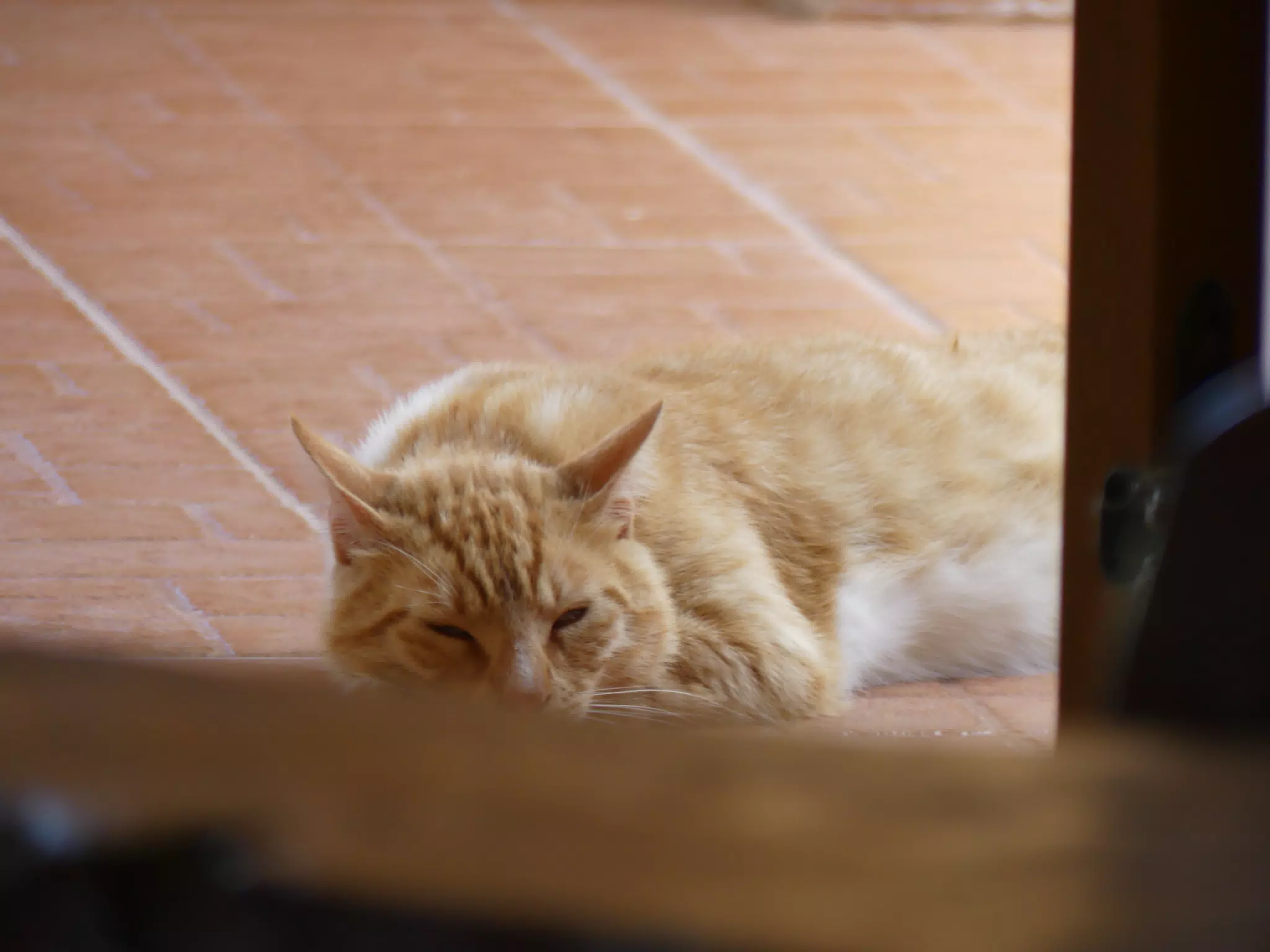 Cat in Aptera Apartment